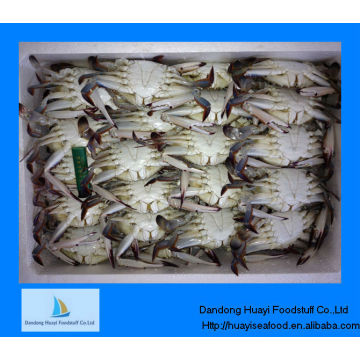 Supply size of live frozen Blue swimming crab